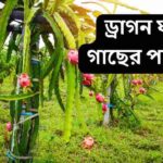 ড্রাগন ফল গাছের পরিচর্যা