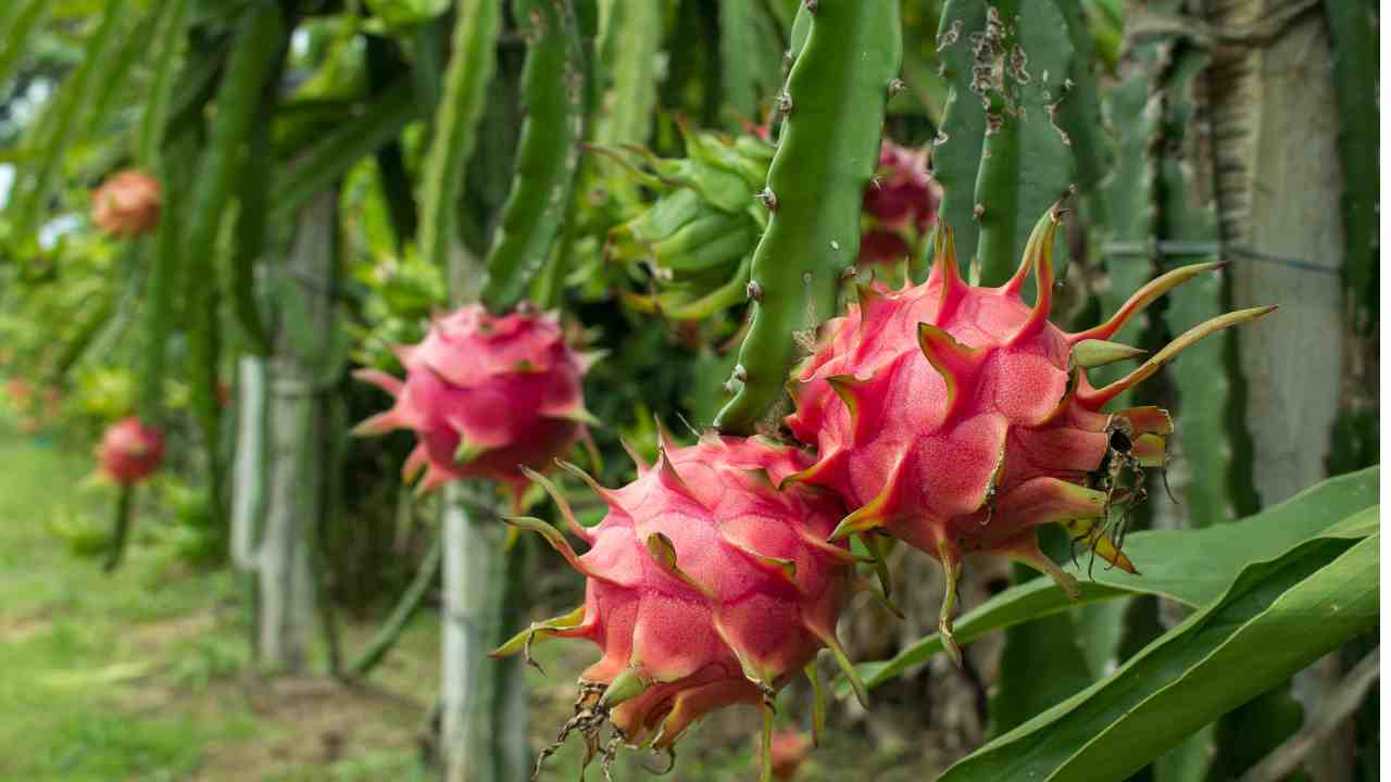 ড্রাগন ফলের উপকারিতা ও অপকারিতা (2)